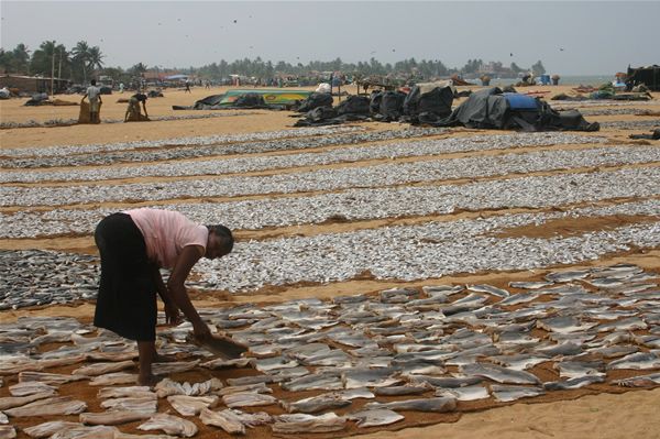 Woman Laying out fish at Negombo Fish Market