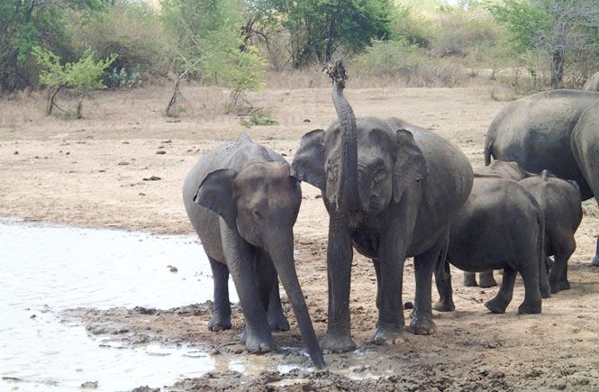 Day Ten - Kataragama, Sri Lanka