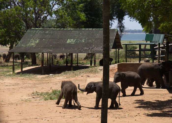 day10--elephant-orphanage