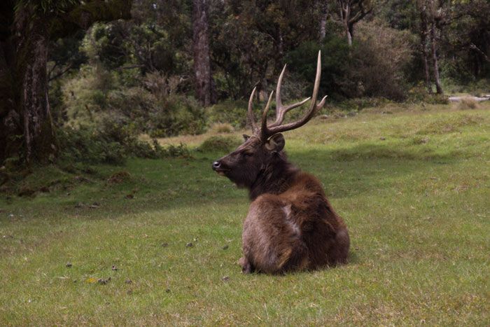 day9---Horton-Plains14