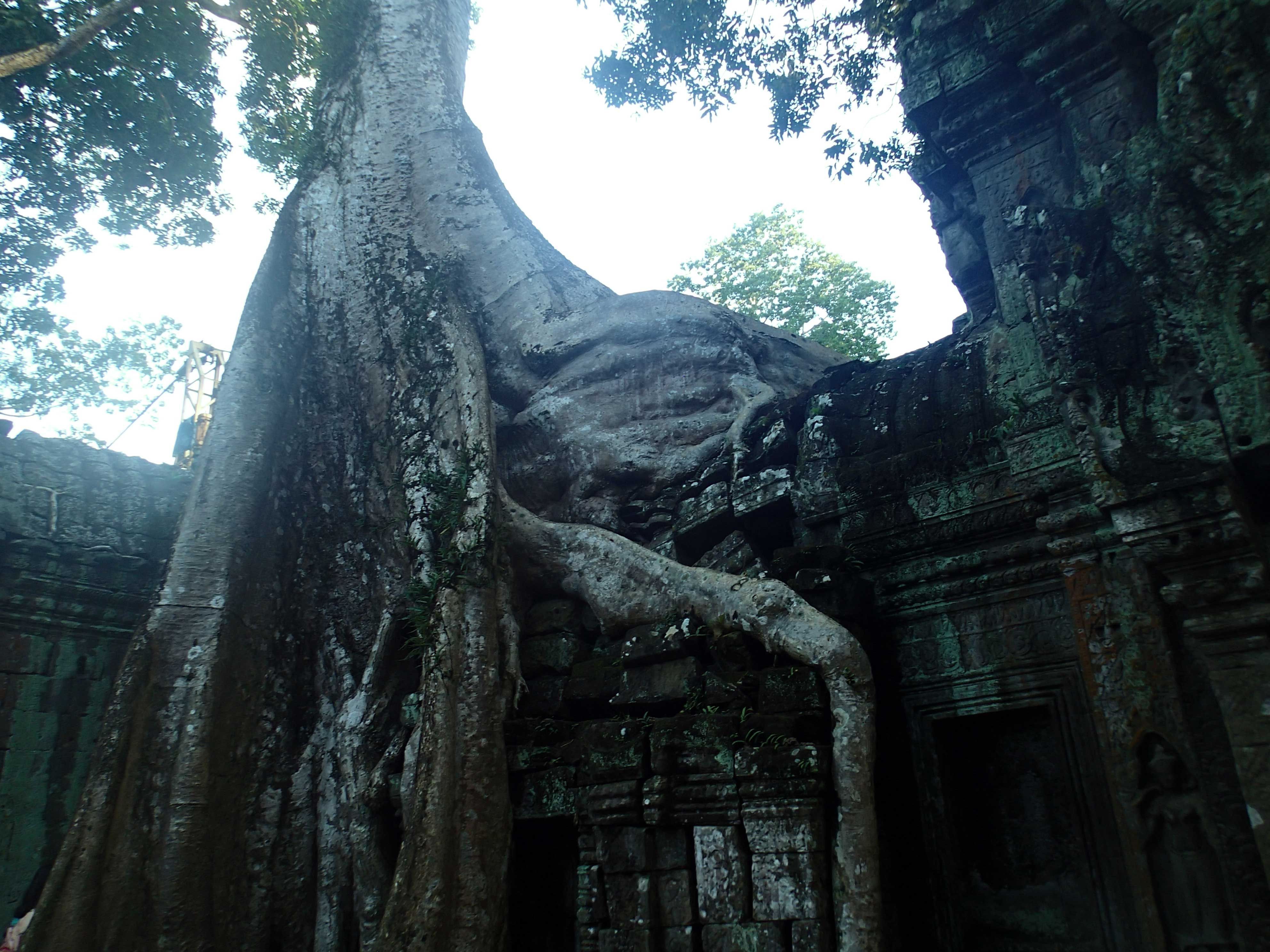 tree-temple3