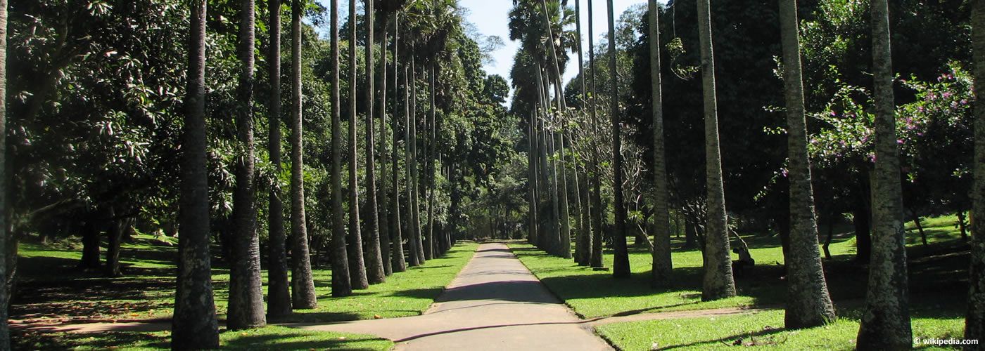 day6---ran_mal_kandy_sri_lanka