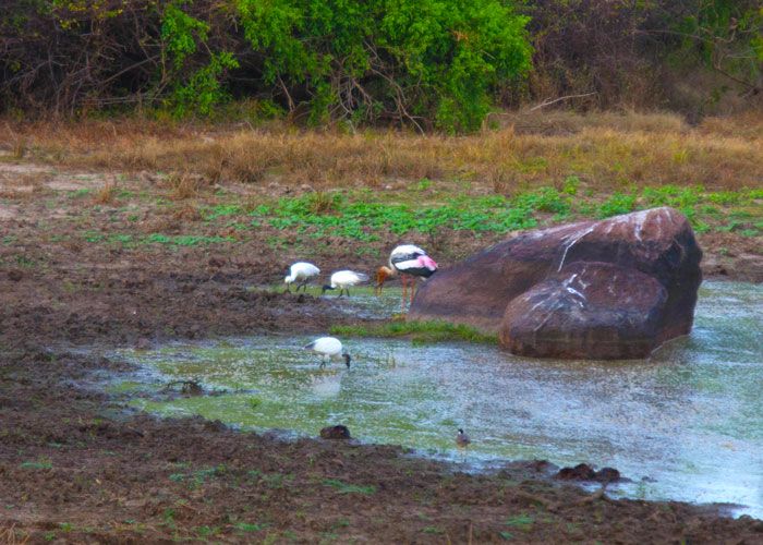 day11---a-Yala-National-Park3