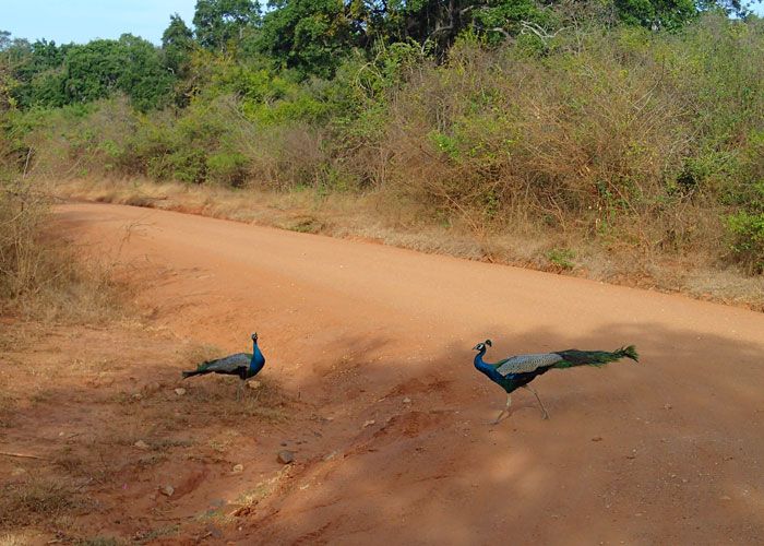 day11---a-Yala-National-Park18a